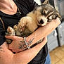 Arrow participe au concours pour gagner de l'argent avec cette photo : puppy, dog, sleeping, person, tattoo, bracelet, holding, indoor, cute, cozy, fur, hand, arm, black_shirt, jeans, floor_tiles, kitchen, peaceful, pet, closeup