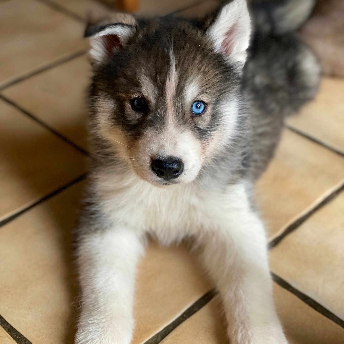 Arrow a rejoint le concours — aidez-le/la à gagner de superbes lots ! adorable, animal, blue_eye, cute, dog, domestic, ears, floor_tiles, fur, furry, husky, indoor, looking, lying_down, paws, pet, portrait, puppy, whiskers, young