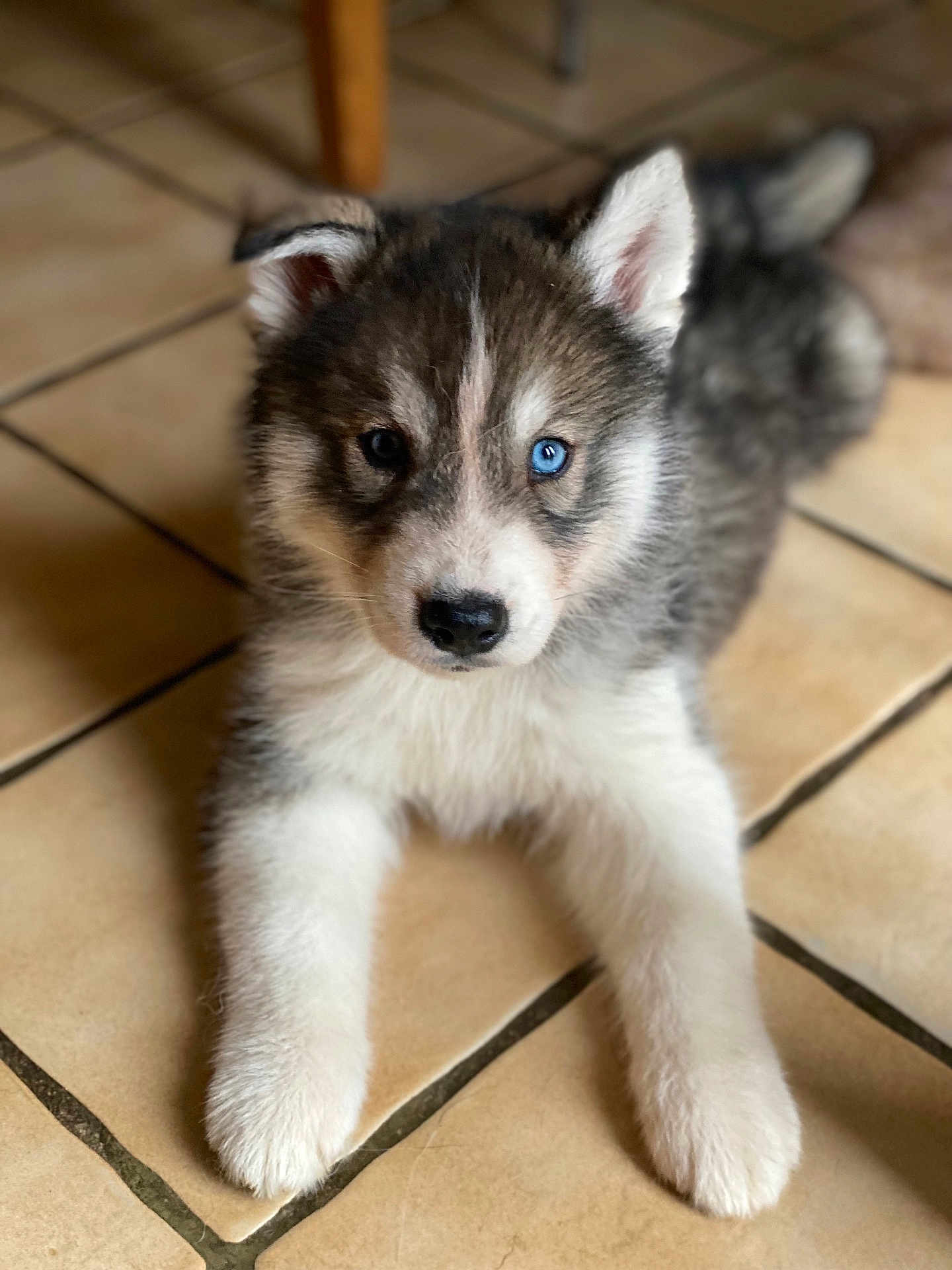 Arrow a rejoint le concours — aidez-le/la à gagner de superbes lots ! puppy, dog, husky, blue_eye, fur, pet, animal, cute, indoor, floor_tiles, ears, paws, lying_down, young, portrait, whiskers, looking, adorable, domestic, furry