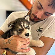 Arrow a rejoint le concours — aidez-le/la à gagner de superbes lots ! puppy, dog, husky, young_man, tattoo, watch, white_tshirt, blue_eyes, pet, indoor, holding, affection, close_up, cute, animal, portrait, person, love, companionship, calm