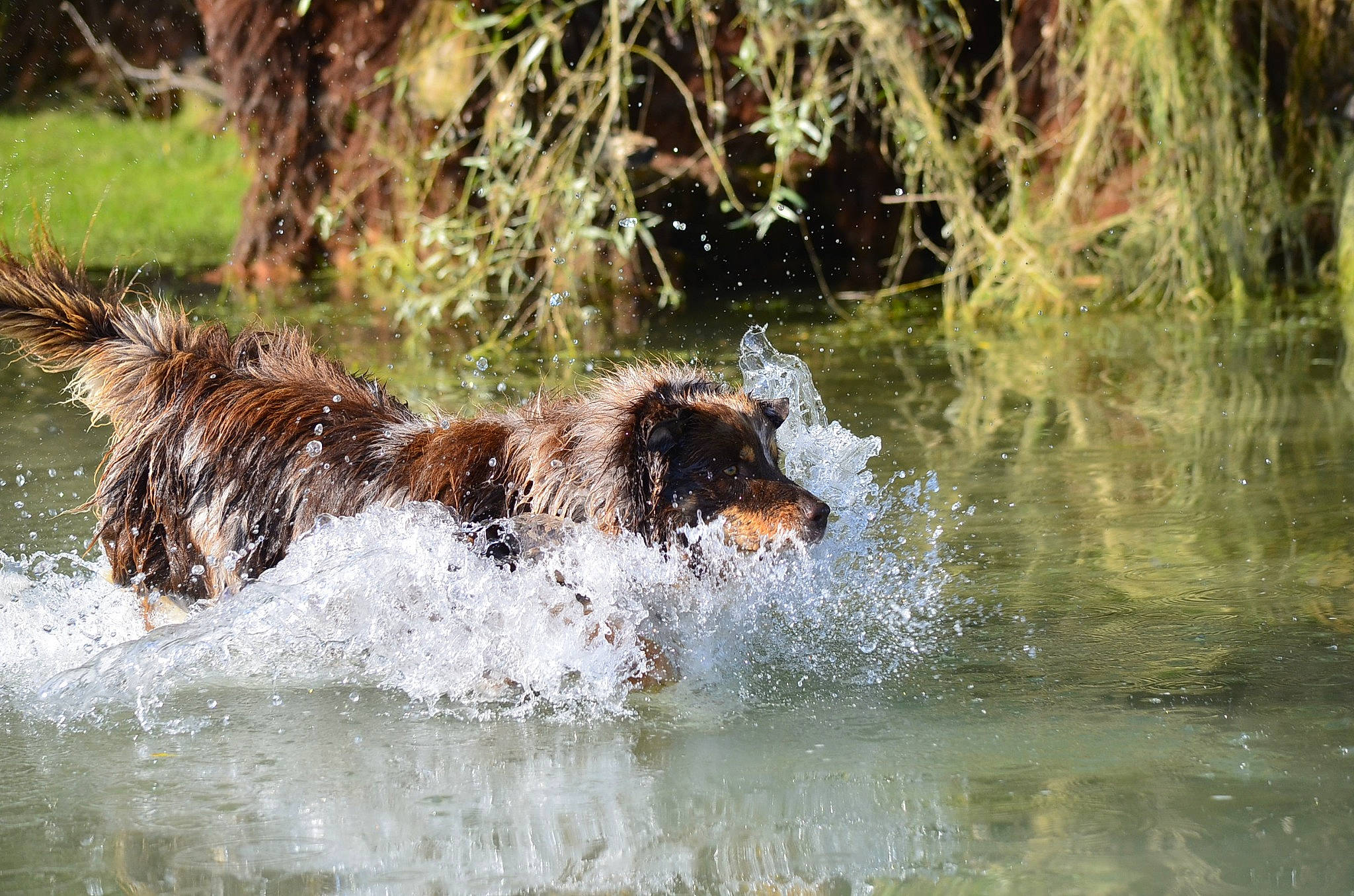 Ouragan participe au concours pour gagner de l'argent avec cette photo : canidae, carnivore, dog, dog_breed, fawn, fluvial_landforms_of_streams, grass, lake, natural_landscape, nature_reserve, reflection, retriever, snout, stream, tail, terrestrial_animal, water, watercourse, wildlife, working_animal