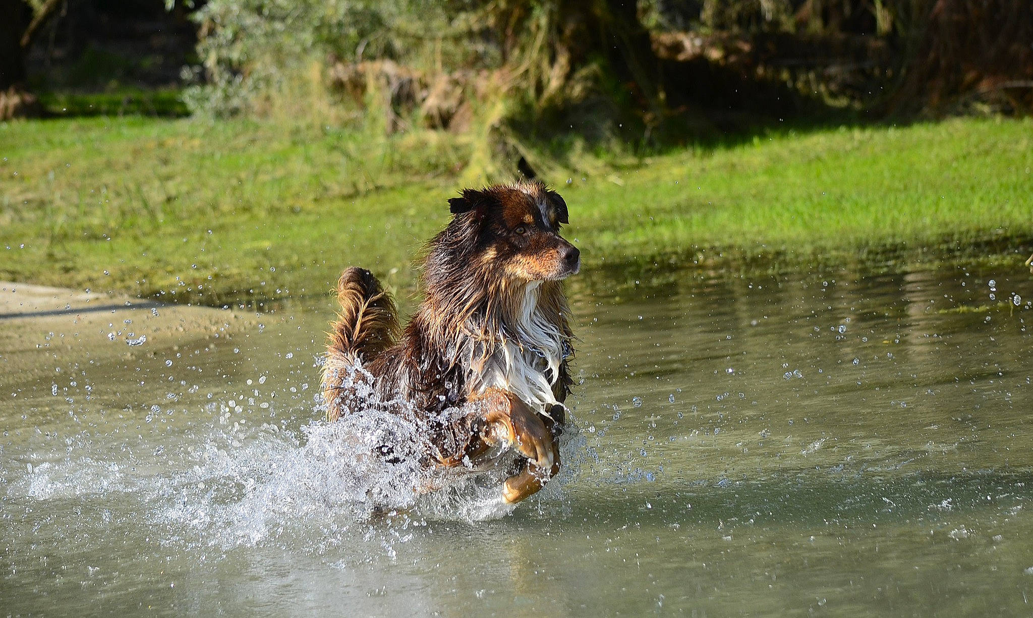 Ouragan participe au concours pour gagner de l'argent avec cette photo : _geese_and_swans, bank, beak, canidae, carnivore, dog, dog_breed, ducks, fawn, grass, lake, livestock, natural_landscape, plant, pond, sporting_group, terrestrial_animal, terrier, water, wildlife