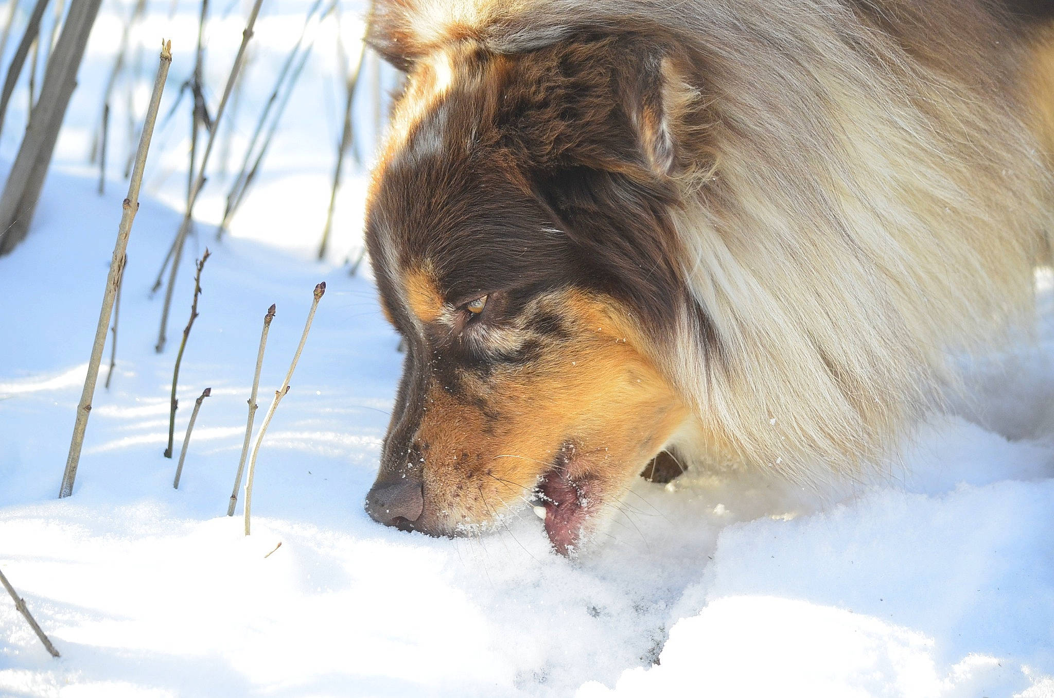Ouragan a rejoint le concours — aidez-le/la à gagner de superbes lots ! canidae, carnivore, collie, companion_dog, dog, dog_breed, freezing, fur, herding_dog, plant, scotch_collie, shetland_sheepdog, snout, snow, sporting_group, terrestrial_animal, twig, whiskers, winter, working_dog