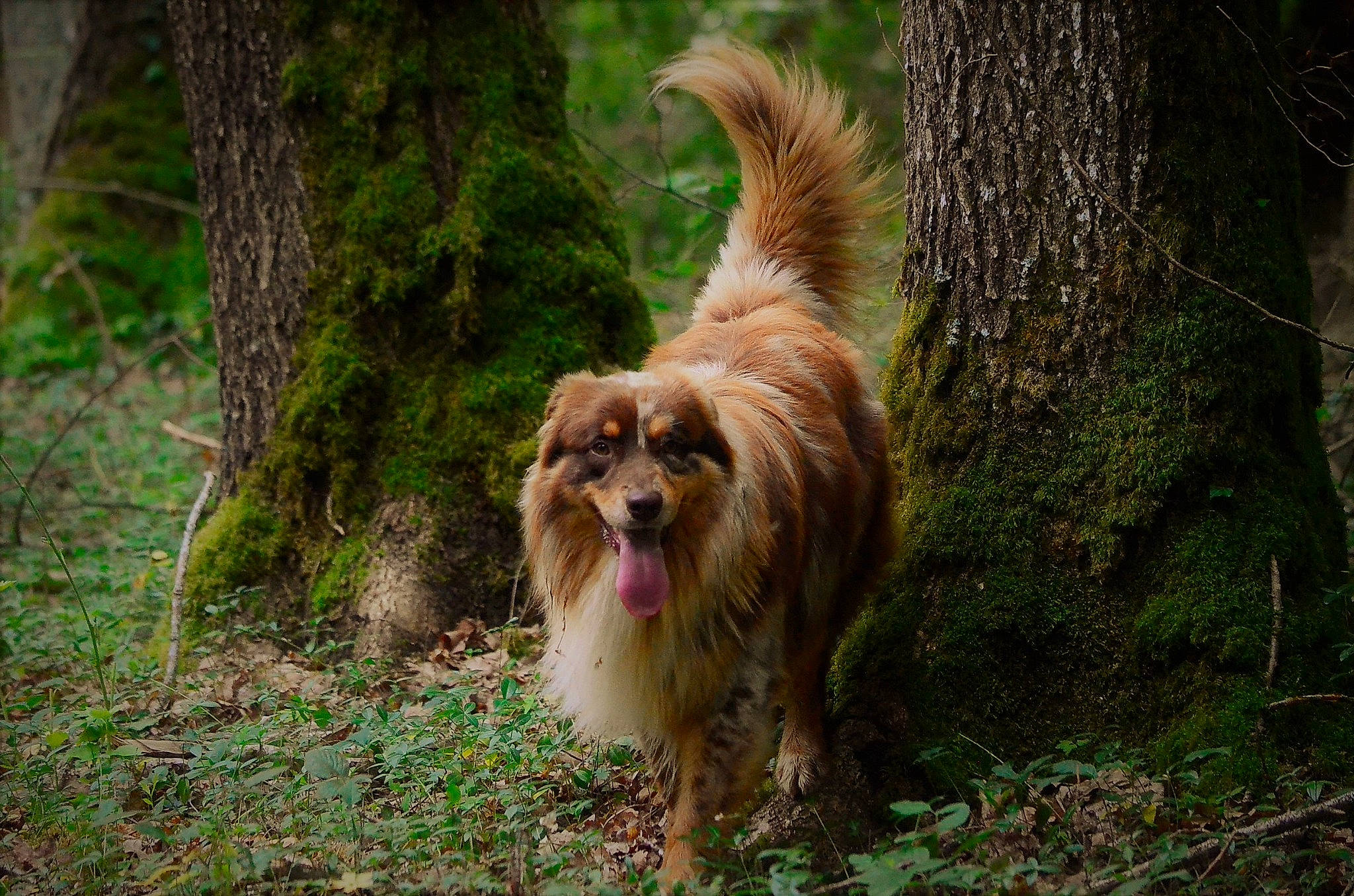 Ouragan a rejoint le concours — aidez-le/la à gagner de superbes lots ! canidae, carnivore, companion_dog, dog, dog_breed, fawn, fur, grass, liver, plant, small_terrier, snout, sporting_group, tail, terrestrial_animal, terrier, toy_dog, tree, trunk, water_dog