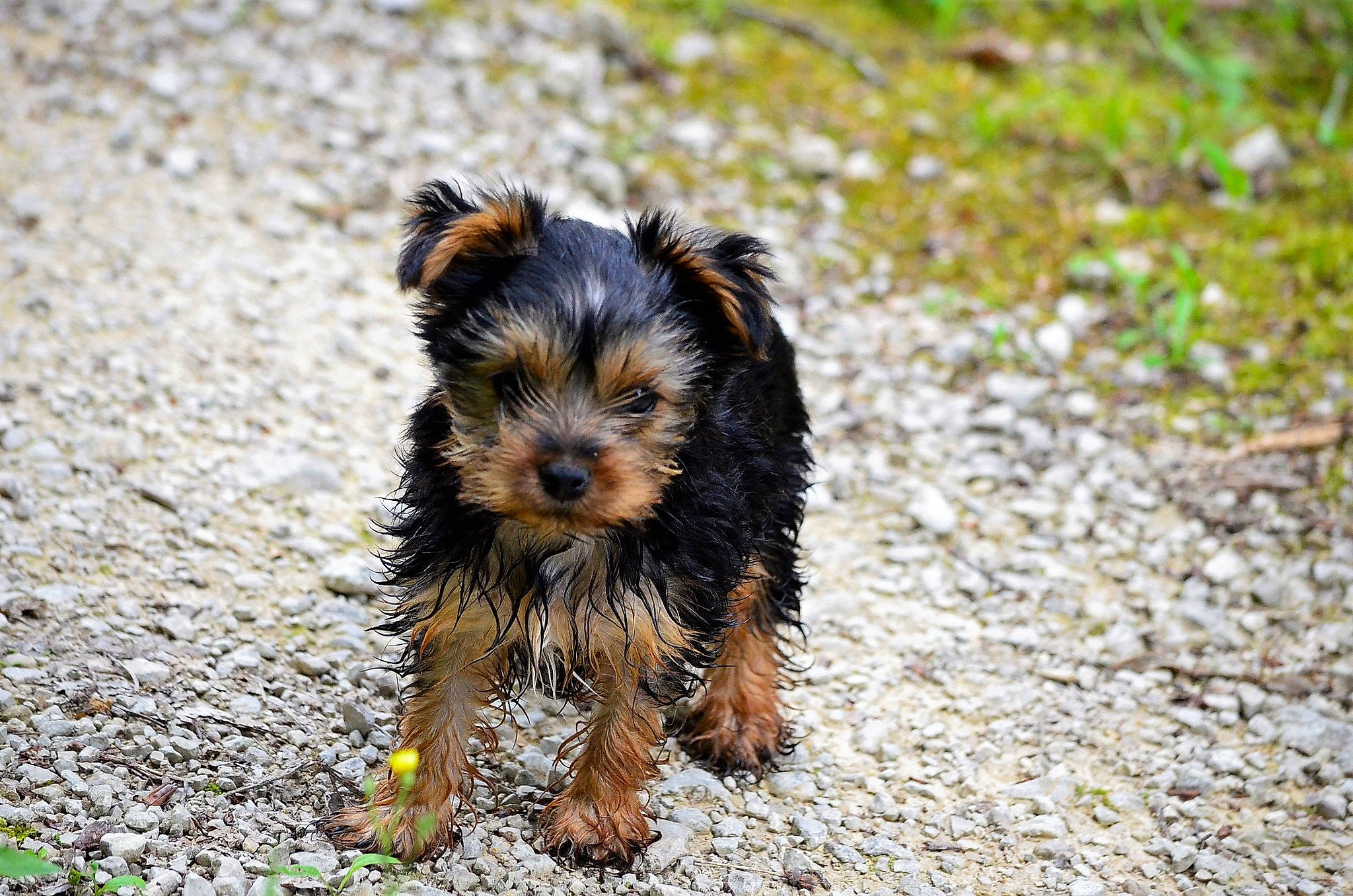 Roczen participe au concours pour gagner de l'argent avec cette photo : asphalt, biewer_terrier, canidae, carnivore, companion_dog, dog, dog_breed, grass, maltepoo, puppy, road_surface, small_terrier, snout, soil, sporting_group, terrestrial_animal, terrier, toy_dog, water_dog, yorkipoo