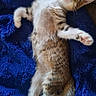 kitten, cat, sleeping, relaxed, blue_blanket, furry, pet, animal, cute, paw, indoor, cozy, resting, tabby, whiskers, ears, soft, young, adorable, nap