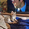 kitten, cat, blanket, bed, television, man, face, profile, indoor, furniture, sitting, curious, tabby, soft, blue, wooden_shelf, houseplant, decor, relaxing, cozy