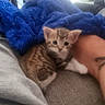 kitten, cat, animal, pet, tattoo, arm, blanket, blue_blanket, furry, cute, small, resting, cozy, indoor, soft_texture, feline, young, domestic_animal, paw, relaxation