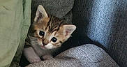 Chaussette a rejoint le concours — aidez-le/la à gagner de superbes lots ! kitten, cat, pet, cute, animal, feline, young, small, fur, ears, eyes, blanket, cushion, cozy, indoor, resting, curious, soft, comfort, home