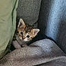 kitten, cat, pet, cute, animal, feline, young, small, fur, ears, eyes, blanket, cushion, cozy, indoor, resting, curious, soft, comfort, home