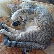 Booba a rejoint le concours — aidez-le/la à gagner de superbes lots ! cat, tabby, sleeping, paw, curled_up, quilt, patterned, tail, feline, resting, cozy, indoor, cute, pet, fur, animal, relaxed, nap, striped, soft