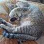 cat, tabby, sleeping, paw, curled_up, quilt, patterned, tail, feline, resting, cozy, indoor, cute, pet, fur, animal, relaxed, nap, striped, soft