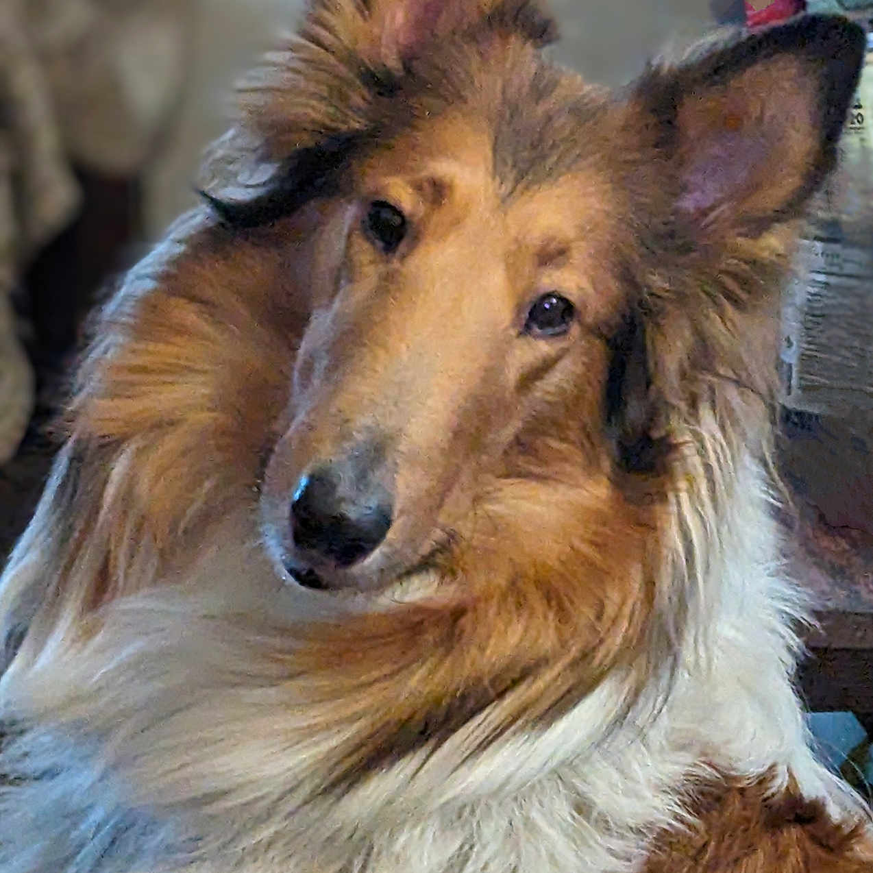 Kiera joined the competition — help win amazing prizes! dog, collie, pet, fluffy, fur, ears, indoor, portrait, animal, canine, brown, white, curious, closeup, head_tilt, looking, furry, companion, domestic, mammal