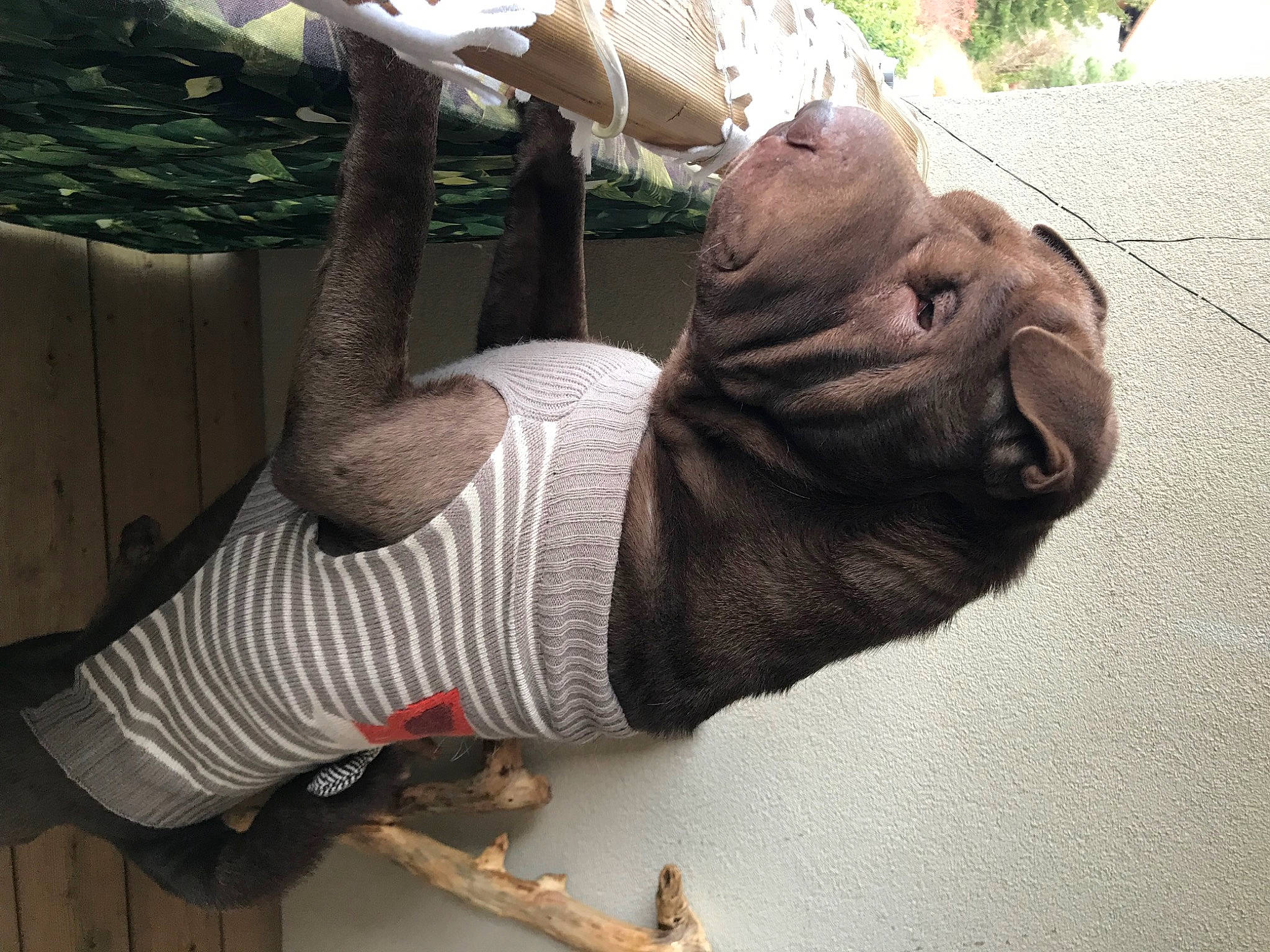 Sam participe au concours pour gagner de l'argent avec cette photo : art, elbow, fawn, flesh, foot, grass, hat, human_leg, knee, lawn_ornament, sculpture, sporting_group, statue, terrestrial_animal, thigh, thumb, wood, wool, working_animal, wrinkle