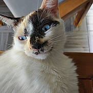 Caline a rejoint le concours — aidez-le/la à gagner de superbes lots ! cat, blue_eyes, fluffy, indoor, close_up, whiskers, wooden_chair, tiled_floor, pet, feline, face, ear, fur, animal, domestic_animal, portrait, relaxed, mammal, cute, household