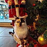 Caline participe au concours pour gagner de l'argent avec cette photo : cat, calico_cat, heterochromia, snowman_decoration, santa_claus_figure, christmas_tree, christmas_ornaments, holiday_decor, red_mat, indoor, floor_tiles, festive, decorations, fur, pet, animal, whiskers, ears, plant, gift_wrapping