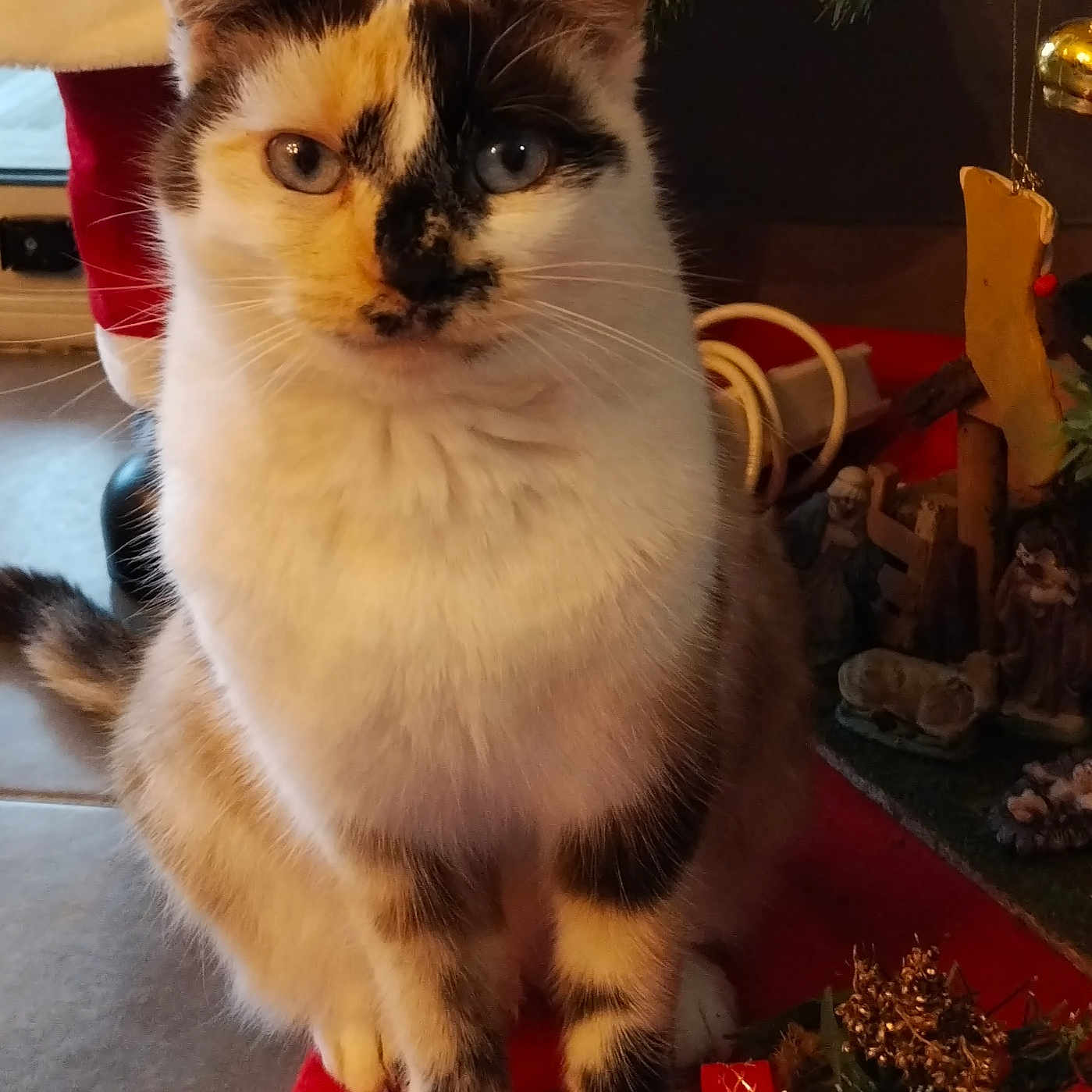 Caline a rejoint le concours — aidez-le/la à gagner de superbes lots ! cat, animal, pet, indoor, christmas, holiday, decoration, festive, santa, nativity_scene, red, white, black, fur, whiskers, eyes, floor, plant, ornament, cozy