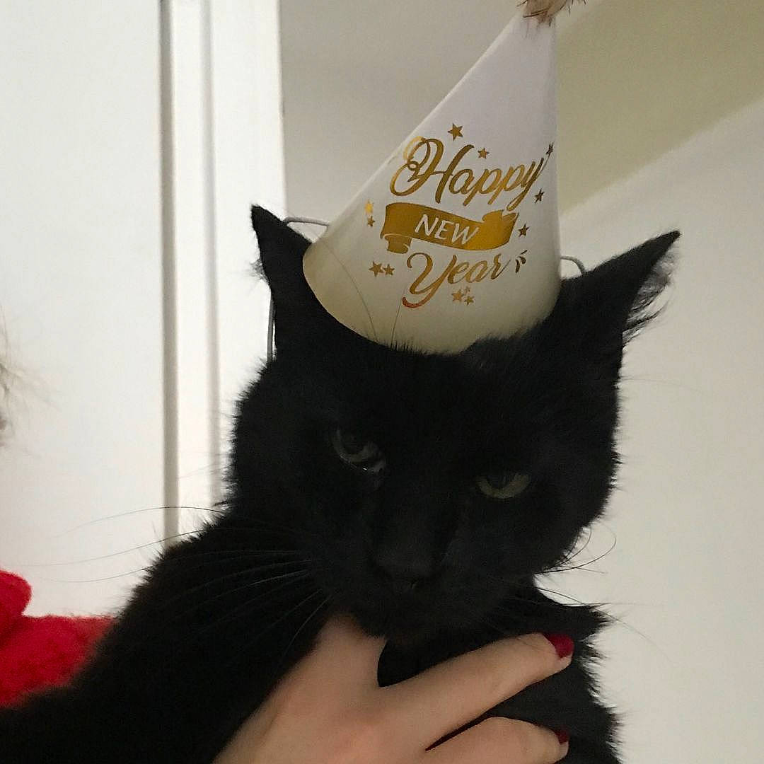 Eole participe au concours pour gagner de l'argent avec cette photo : black, black_cat, carnivore, cat, costume_accessory, costume_hat, ear, felidae, fur, hat, headgear, party_hat, party_supply, small_to_medium_sized_cats, tail, whiskers, witch_hat