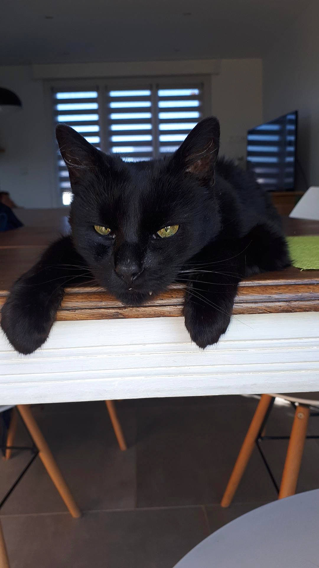 Eole a rejoint le concours — aidez-le/la à gagner de superbes lots ! asian, black, black_cat, bombay, burmese, carnivore, cat, domestic_short_haired_cat, felidae, kitten, mammal, small_to_medium_sized_cats, tail, whiskers