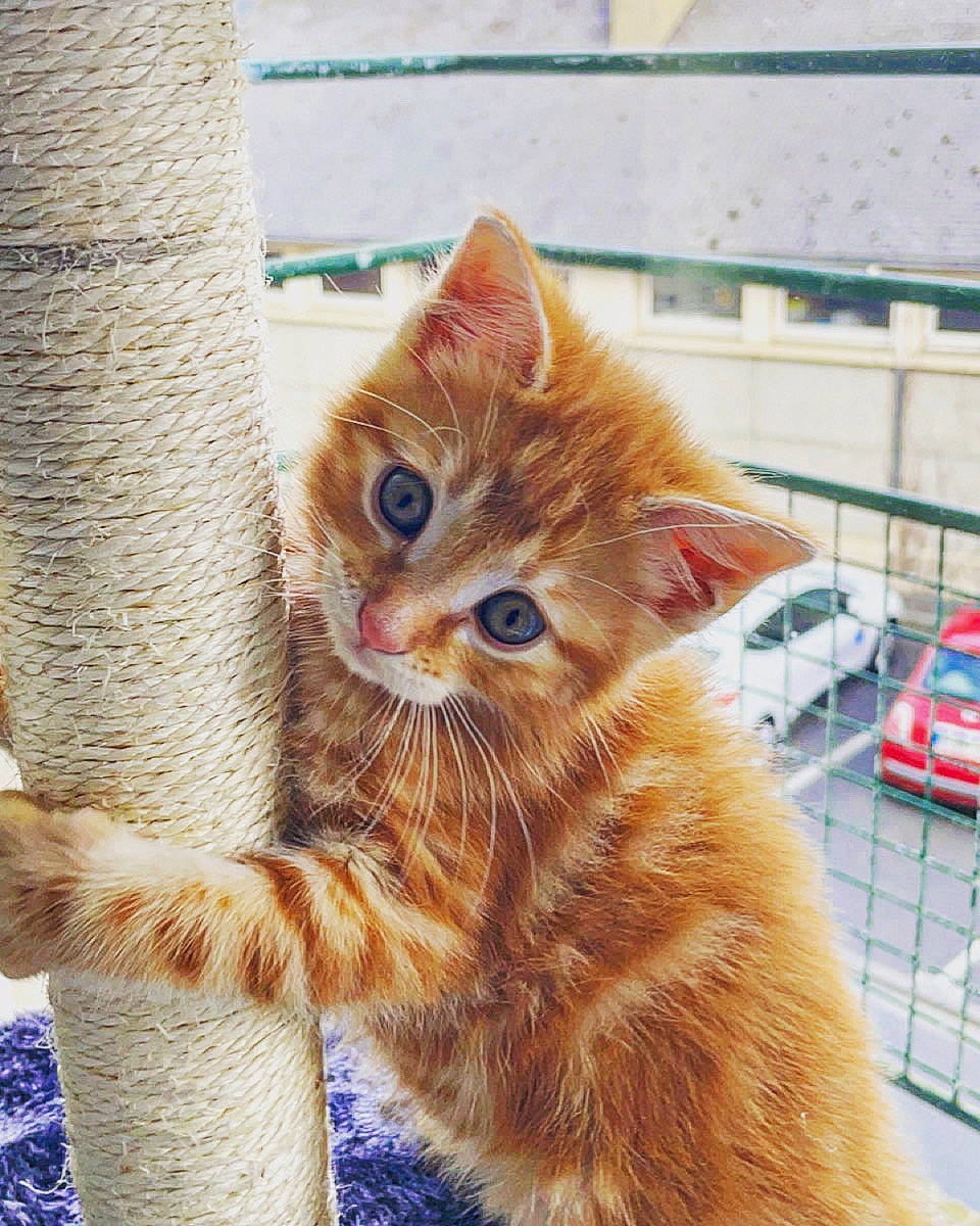 Loompa a rejoint le concours — aidez-le/la à gagner de superbes lots ! car, carnivore, cat, claw, domestic_short_haired_cat, electric_blue, fawn, felidae, fur, paw, small_to_medium_sized_cats, snout, tail, tire, trunk, vehicle, wheel, whiskers, window, wood