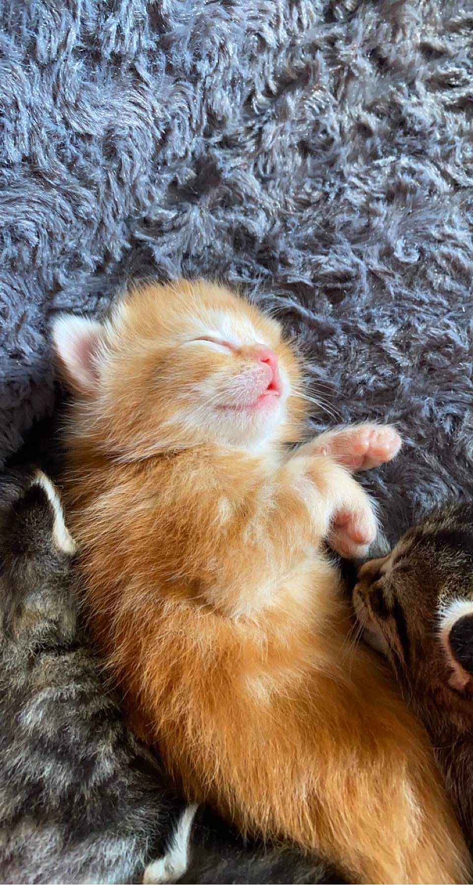 Loompa a rejoint le concours — aidez-le/la à gagner de superbes lots ! canidae, carnivore, cat, claw, close_up, dog_breed, domestic_short_haired_cat, fawn, felidae, foot, fur, mammal, paw, small_to_medium_sized_cats, tail, terrestrial_animal, vertebrate, whiskers, wildlife, wood