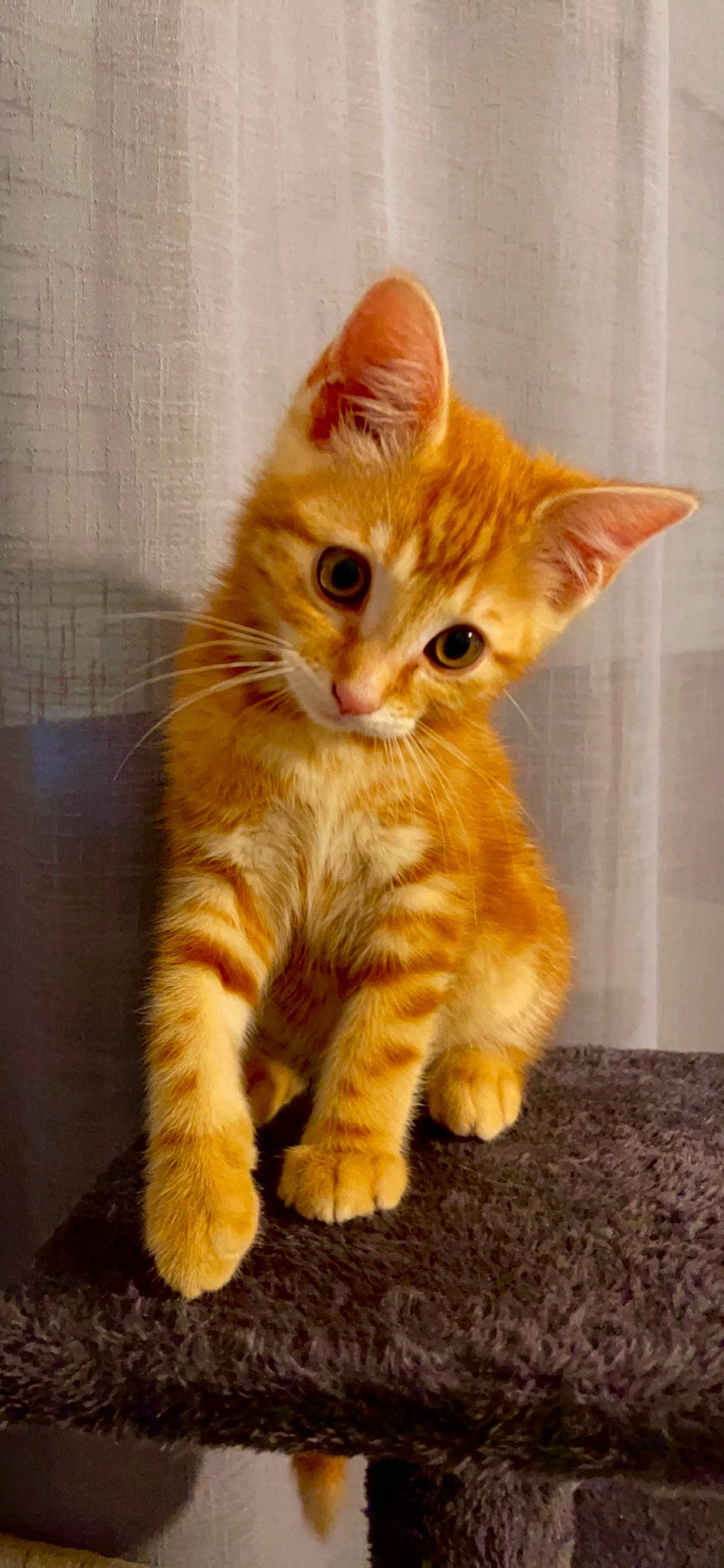 Loompa participe au concours pour gagner de l'argent avec cette photo : carnivore, cat, claw, domestic_short_haired_cat, fawn, felidae, foot, fur, paw, sitting, small_to_medium_sized_cats, snout, tail, terrestrial_animal, whiskers