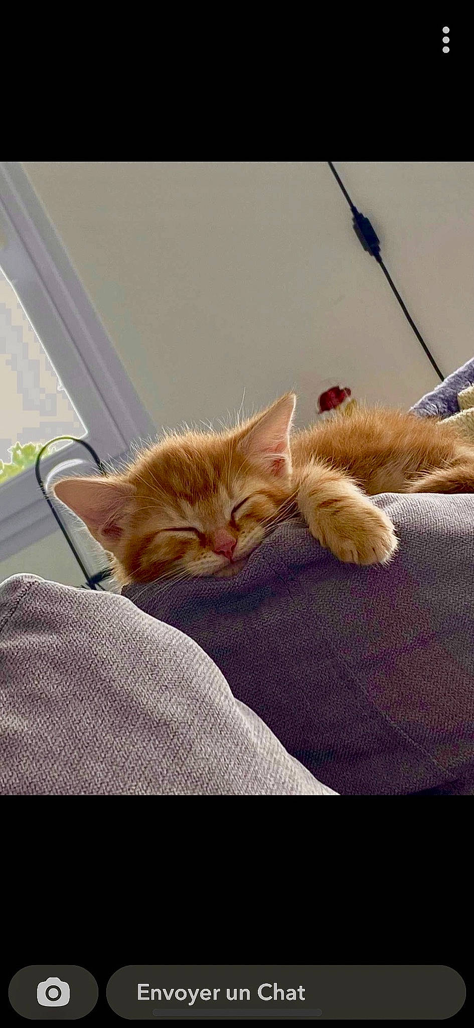 Loompa a rejoint le concours — aidez-le/la à gagner de superbes lots ! carnivore, cat, claw, comfort, domestic_short_haired_cat, eye, fawn, felidae, fur, human_leg, linens, mammal, paw, small_to_medium_sized_cats, snout, tail, terrestrial_animal, vertebrate, whiskers, wood