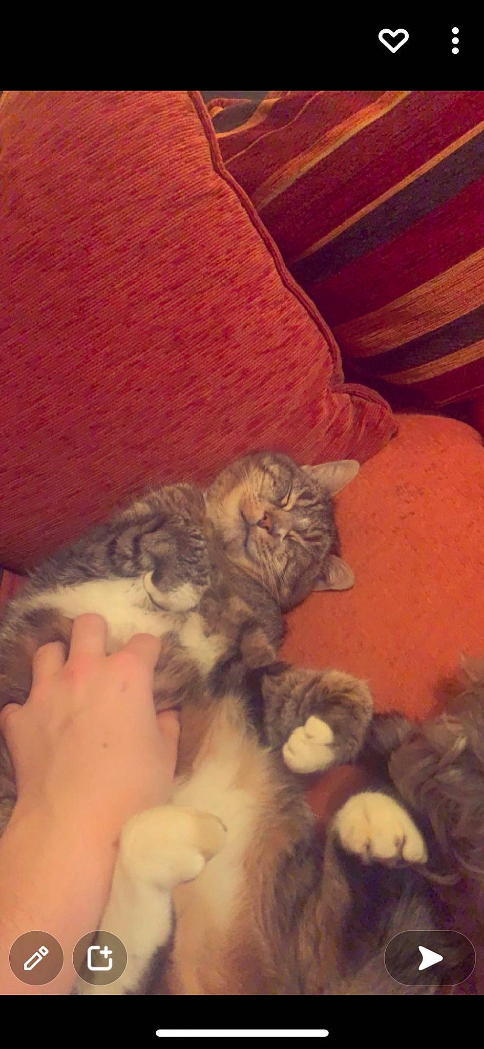 Coco participe au concours pour gagner de l'argent avec cette photo : canidae, carnivore, cat, claw, comfort, companion_dog, couch, dog_breed, domestic_short_haired_cat, fawn, felidae, fur, hardwood, human_leg, nap, paw, small_to_medium_sized_cats, tail, whiskers, wood