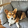 dog, corgi, pet, indoor, chair, cushion, gray, brown, white, furniture, wood_floor, resting, looking_at_camera, animal, cute, small_dog, ears_up, domestic_animal, cozy, relaxed