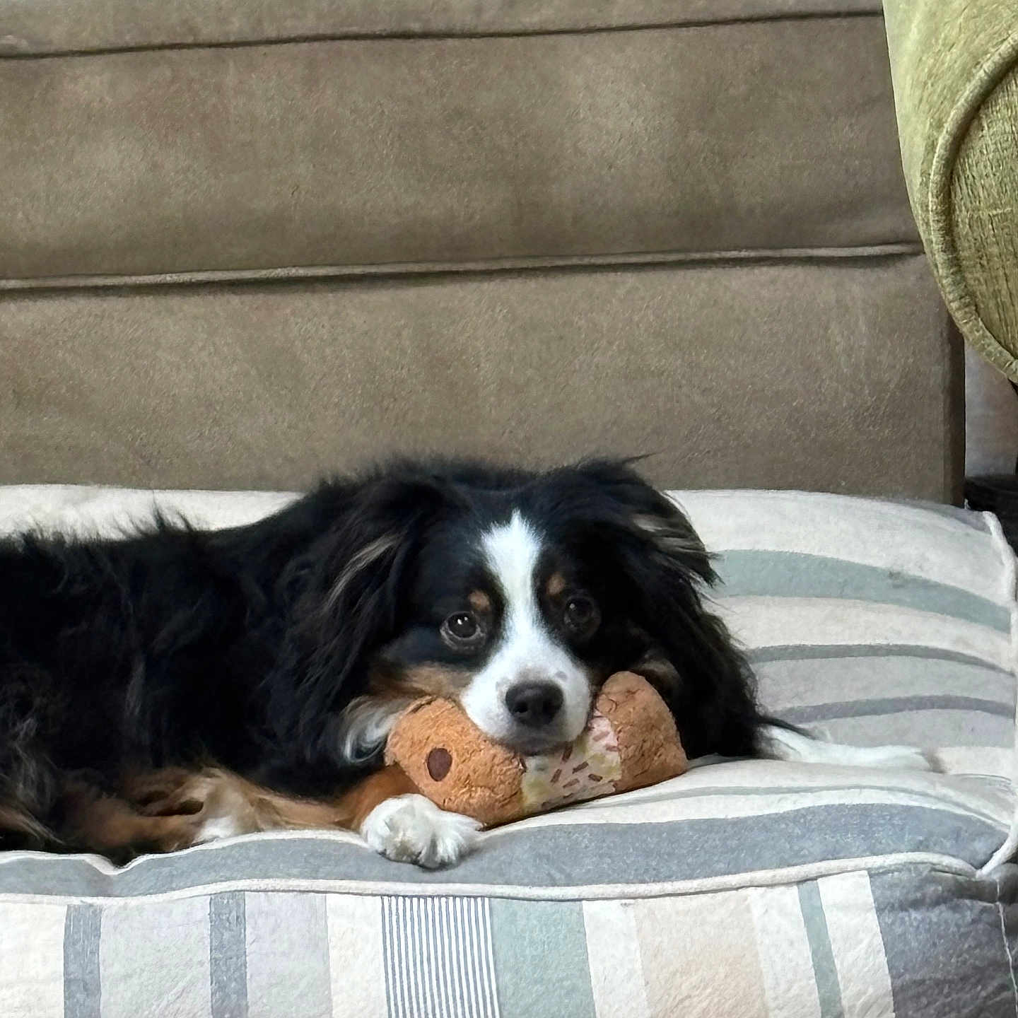 Oliver is registered to the contest to win money with this photo: animal, architecture, ball, building, canine, chair, cockerspaniel, couch, cushion, dog, furniture, homedecor, indoors, livingroom, papillon, pet, puppy, sport, tennis, tennisball