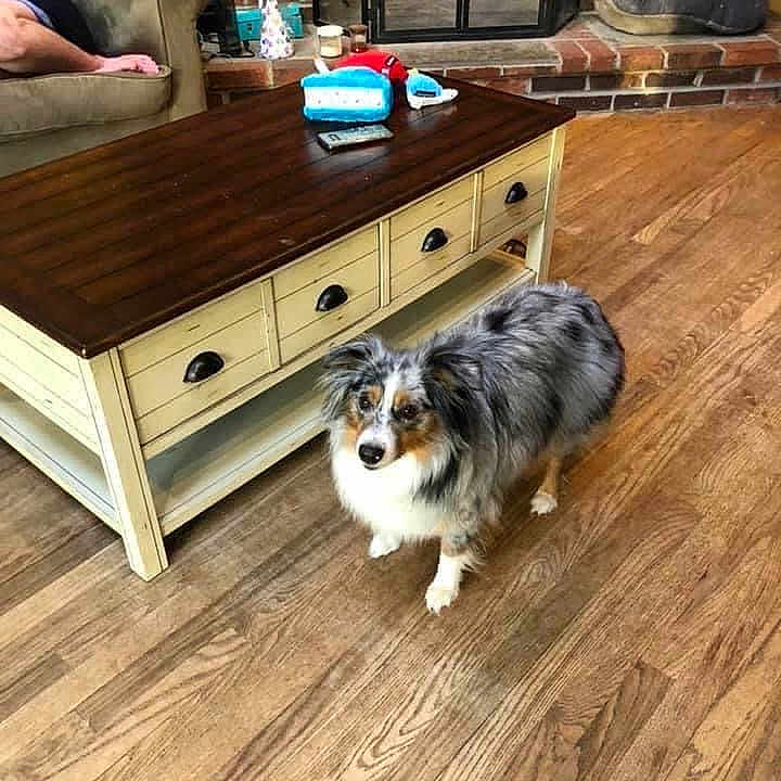 Lucy joined the competition — help win amazing prizes! adult, animal, architecture, building, canine, coffeetable, dog, furniture, hardwood, indoors, interiordesign, livingroom, male, man, person, pet, room, stainedwood, table, wood