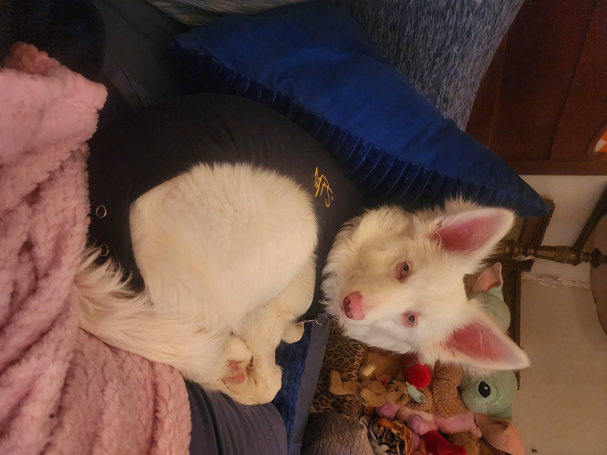 Dolly is registered to the contest to win money with this photo: carnivore, claw, comfort, eye, fawn, felidae, fur, head, mouse, muroidea, paw, rodent, small_to_medium_sized_cats, snout, tail, terrestrial_animal, whiskers