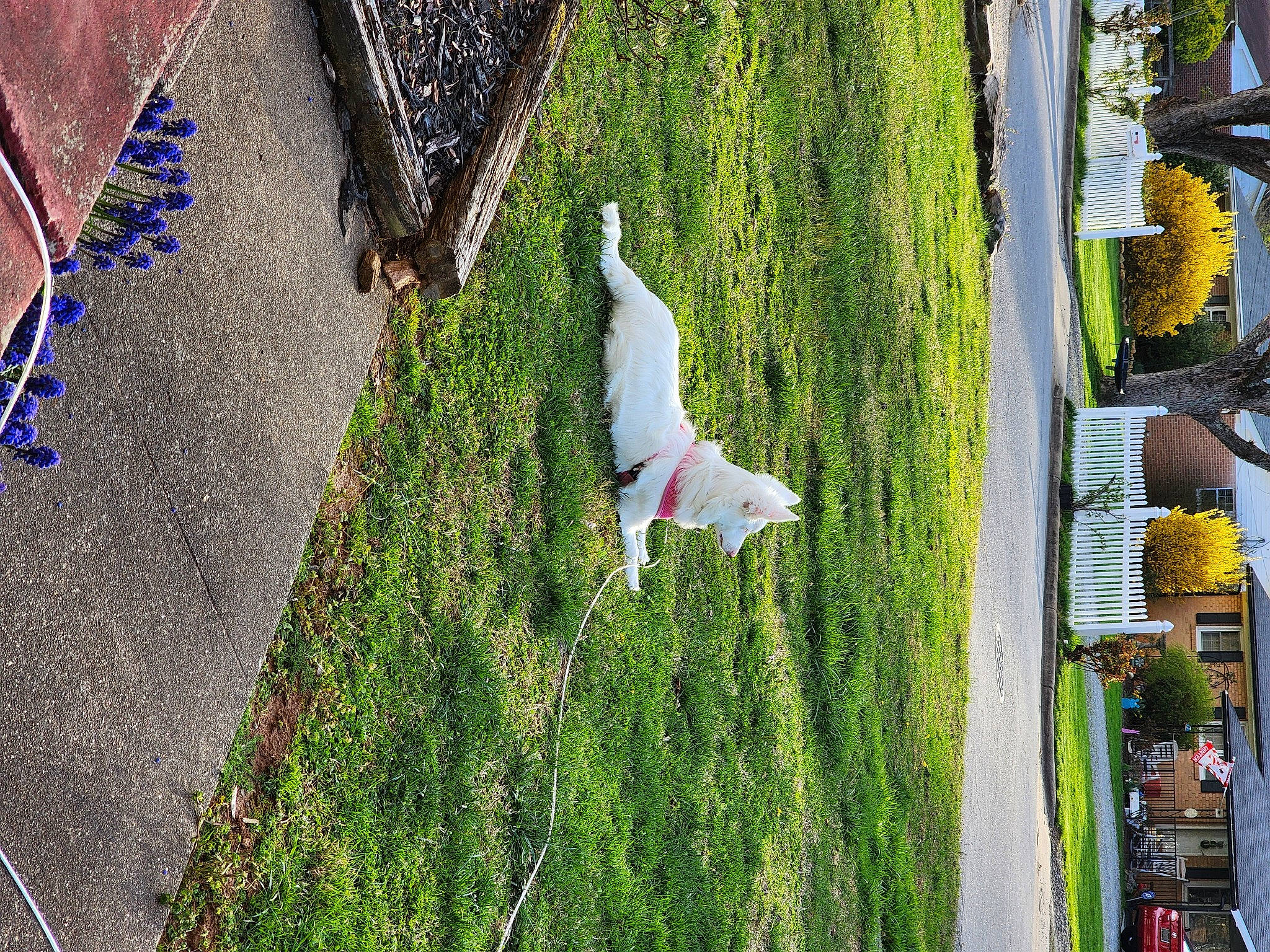 Dolly joined the competition — help win amazing prizes! architecture, biome, building, daytime, facade, grass, green, groundcover, hedge, human_settlement, landscape, leisure, plant, public_space, road_surface, shrub, sidewalk, urban_design, woody_plant, world