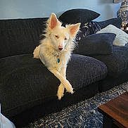 Dolly joined the competition — help win amazing prizes! dog, white_dog, couch, crossed_paws, living_room, pillows, lamp, rug, indoor, furniture, cozy, pet, animal, resting, fur, collar, blue_wall, table, decor, relaxed
