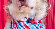Aries joined the competition — help win amazing prizes! adorable, alert, animal, bandana, blue_eyes, brown_fur, canine, close_up, cute, dog, fashion_accessory, fluffy_fur, looking_up, mammal, outdoor, pet, plaid, portrait, red_background, white_fur