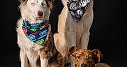 Aries joined the competition — help win amazing prizes! alert, animal, australian_shepherd, bandana, black_background, brown_dog, cute, dog, domestic_animal, fashion, fur, golden_retriever, lying_down, pet, portrait, sitting, studio, studio_lighting, three_dogs, wearing_bandanas
