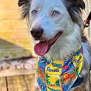 Aries joined the competition — help win amazing prizes! animal, bandana, blue_eyes, canine, close_up, colorful, cute, dog, domestic_animal, florida, fluffy_ears, fur, happy, outdoor, pet, portrait, smiling, sunlight, tongue_out, wooden_floor