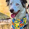 animal, bandana, blue_eyes, canine, close_up, colorful, cute, dog, domestic_animal, florida, fluffy_ears, fur, happy, outdoor, pet, portrait, smiling, sunlight, tongue_out, wooden_floor