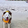 dog, life_jacket, beach, water, sand, pier, cloudy_sky, outdoor, animal, pet, canine, tongue_out, wet_fur, shore, vacation, recreation, summer, coast, nature, fun