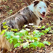 Aries joined the competition — help win amazing prizes! dog, canine, animal, outdoor, forest, tree, leaves, nature, pet, happy, blue_eyes, fur, mammal, looking_back, ground, daylight, smiling, walking, brown, white