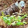 dog, canine, animal, outdoor, forest, tree, leaves, nature, pet, happy, blue_eyes, fur, mammal, looking_back, ground, daylight, smiling, walking, brown, white