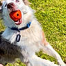 dog, playing, ball, orange_ball, jumping, grass, outdoor, collar, tag, pet, active, happy, animal, fur, mouth, excited, sunlight, daytime, canine, energetic
