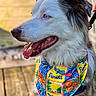animal, bandana, blue_eyes, canine, closeup, collar, colorful, cute, dog, florida, fur, happy, leash, outdoor, pet, portrait, side_view, summer, tongue_out, wooden_deck