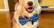 Aries joined the competition — help win amazing prizes! dog, indoor, costume, bunny_ears, bow_tie, pet, happy, brown_floor, door, wall, canine, animal, fur, ears, sitting, decor, polka_dot, smiling, cute, playful