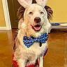 dog, indoor, costume, bunny_ears, bow_tie, pet, happy, brown_floor, door, wall, canine, animal, fur, ears, sitting, decor, polka_dot, smiling, cute, playful