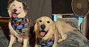 Abel joined the competition — help win amazing prizes! dog, pets, bandana, star_wars, bed, indoor, happy, smiling, golden_retriever, australian_shepherd, fur, animal, cute, companion, relaxed, fan, air_conditioner, blanket, cozy, home