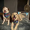 dog, pets, bandana, star_wars, bed, indoor, happy, smiling, golden_retriever, australian_shepherd, fur, animal, cute, companion, relaxed, fan, air_conditioner, blanket, cozy, home