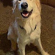Abel joined the competition — help win amazing prizes! dog, golden_retriever, canine, indoor, carpet, pet, smiling, bandana, vest, living_room, furniture, brown_couch, curious, friendly, two_dogs, animal, portrait, domestic, companion, floor