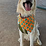 Abel is registered to the contest to win money with this photo: dog, golden_retriever, bandana, orange, green, tongue_out, sitting, outdoor, concrete, picnic_table, happy, pet, canine, animal, fur, collar, daylight, muzzle, friendly, playful