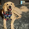 Abel is registered to the contest to win money with this photo: dog, golden_retriever, bandana, star_wars, blanket, bed, indoor, pet, canine, smiling, tongue_out, fur, tail, comfort, cozy, animal, domestic_animal, resting, happy, lying_down